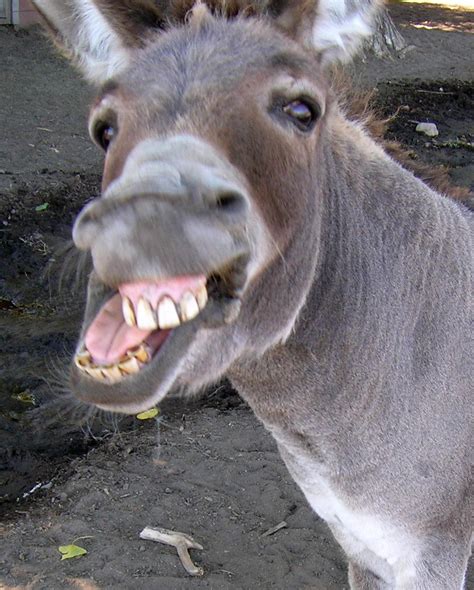 pics of a donkey|pictures of ugly donkeys.